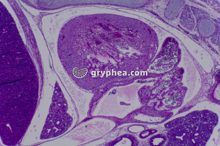 Embryon de Souris CL coupe totale (coeur) x10 - gryphea.org